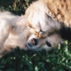 Can Pets Help With Anxiety?
