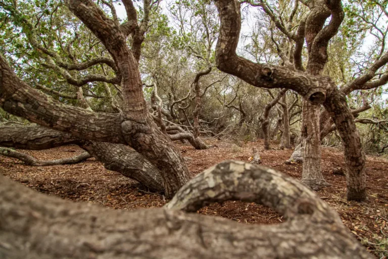 Accessing compassionate mental health care near Elfin Forest